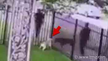 Detroit Cop Shoots & Kills Fenced-In Dog, Police Dept. Sides with Cop