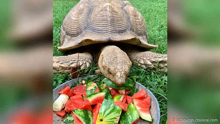 A 150-Pound Runaway Tortoise Is Back Home After 74 Days On The Lam