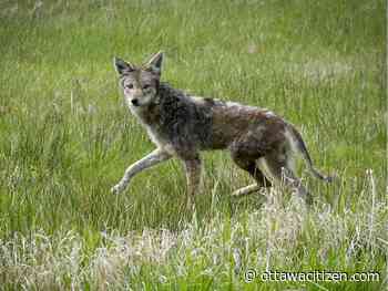Ottawa police warn of coyote sightings in Barrhaven - Ottawa Citizen