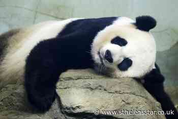 'The whole world celebrates' on-camera birth of panda cub - St Helens Star