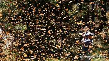 Worries grow following 'dramatic' drop in monarch butterfly population
