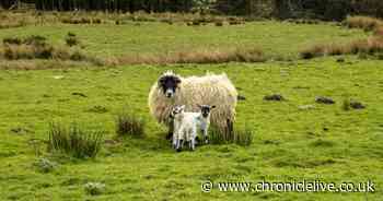 Northumberland farmers concerned over poachers and trespassing dog walkers