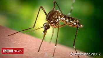Florida mosquitoes: 750 million genetically modified insects to be released