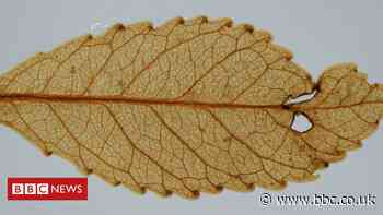 'Mummified' plants give glimpse of Earth's future