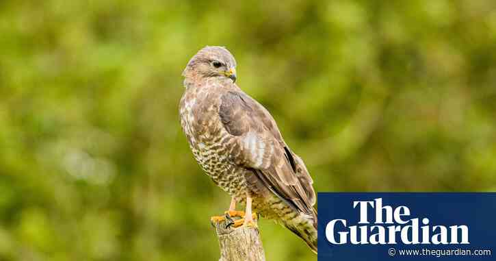 Country diary: a young buzzard finds its heart-rending voice