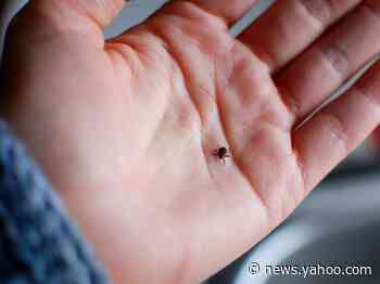 Chronic Lyme disease is a rare, but serious condition — here's how to know if you have it