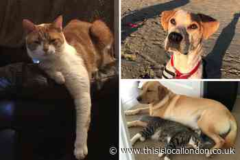 Gallery: Your photos of the cutest pets in south east London