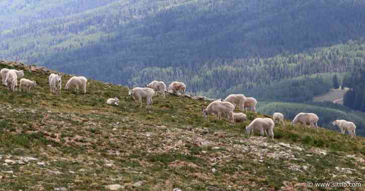 Utah looks to expand mountain goat range, but at what cost to alpine landscapes?