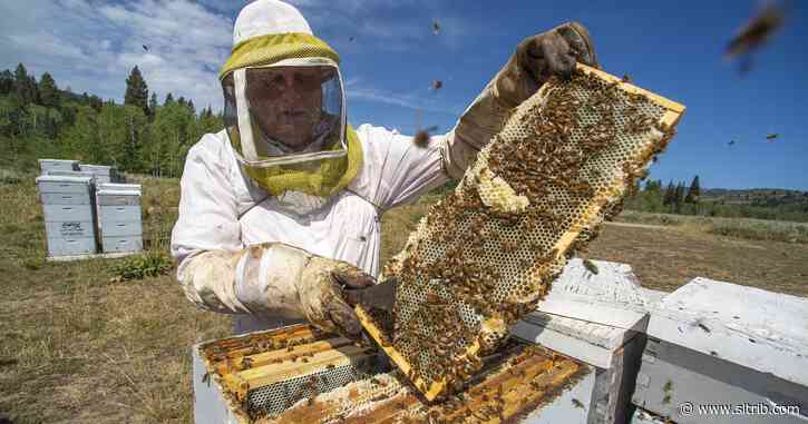 Environmental groups want to block honeybees from Utah’s national forests