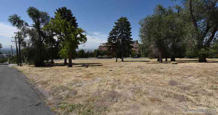 Letter: Why can’t Avenues people water their trees?