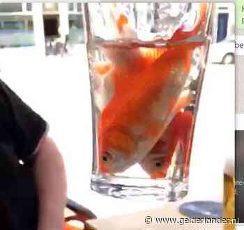 Walgelijk filmpje van inslikken goudvissen kost man caféverbod in Eindhoven