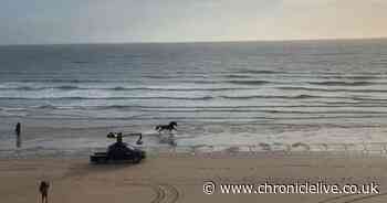 Watch stunning video of filming of 'Lloyds Bank black horse' advert at Beadnell