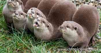 Want to work with animals? Northumberland Country Zoo is hiring