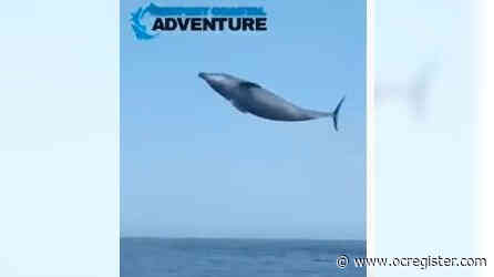 VIDEO: Dolphins soaring 10 feet out of water off Newport Beach caught on camera