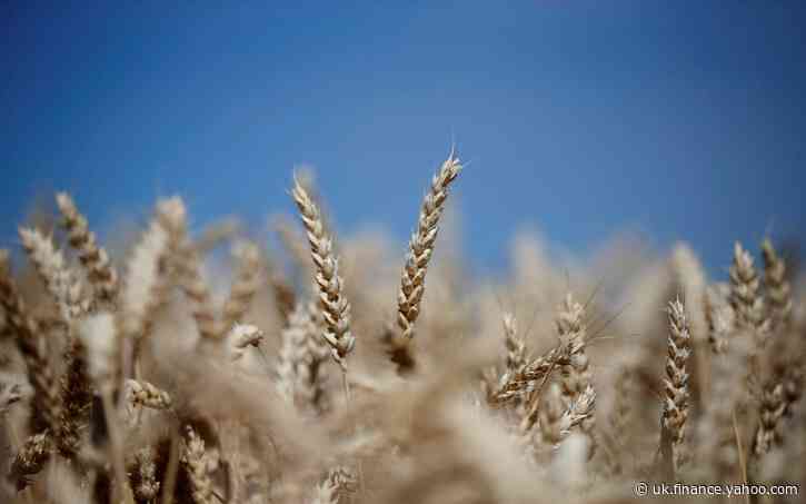 Dismal wheat harvest could push up the price of bread