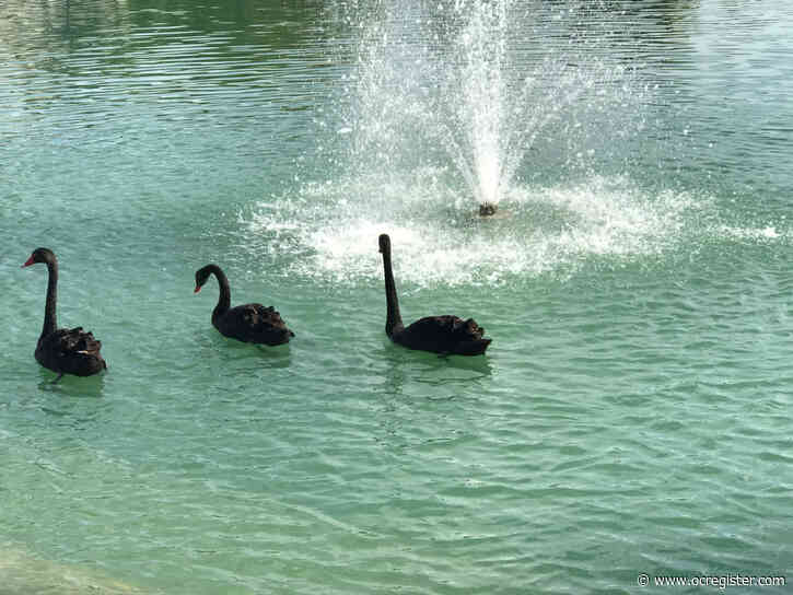 Rare sight of black swans in an Irvine lake peaks curiosity