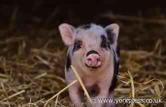 Piglet rescued from slurry after fire in shed