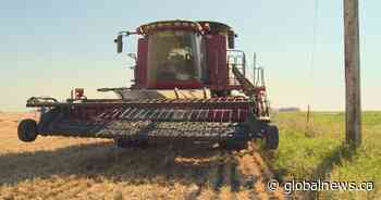 ‘People are hungry’: Coaldale and Lethbridge agriculture industry supports Canadian Foodgrains Bank - Global News