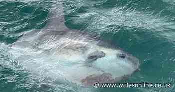Sunfish swam alongside boat off Welsh coast while occupants took pictures