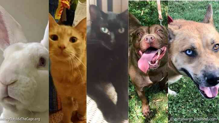 Furry Tails: Pets Waiting For Forever Homes