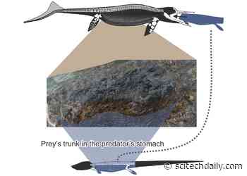 Triassic Megapredator’s Last Meal Was a Massive Marine Reptile
