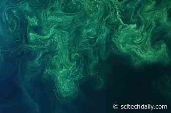 Beguiling Phytoplankton Bloom in the Baltic Sea Looks Incredible