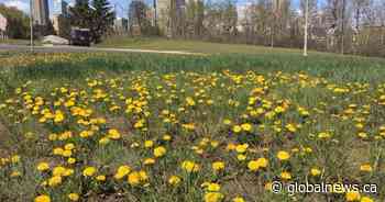 Poor city maintenance could cost Edmonton taxpayers: expert - Global News