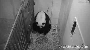 'The whole world celebrates' on-camera birth of panda cub