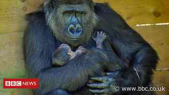 Baby gorilla born at Bristol Zoo