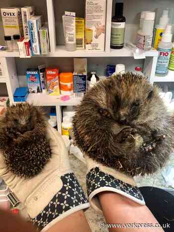 Hedgehog group receives cash boost from homebuilder