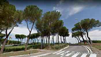 La cocciniglia divora i pini di Roma: così i residenti vogliono salvare la pineta di Saxa Rubra
