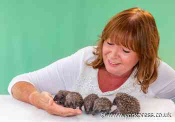 Rescue centre calls for more legal protection for hedgehogs