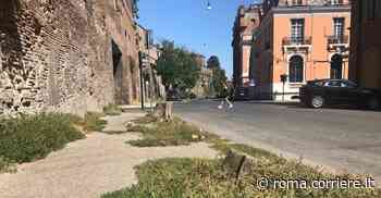 Roma, la rivincita della natura: erba alta sui marciapiedi e cartelli stradali «ingoiati» dai cespugli - Corriere della Sera