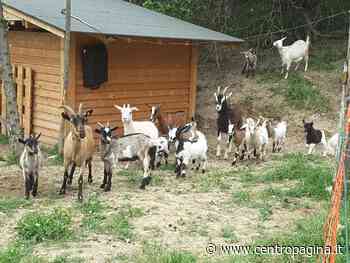 Jesi, a tagliare l'erba ci pensano di nuovo le capre - Centropagina