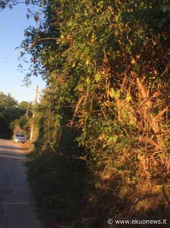 FOTO | Sfalcio dell'erba a Teramo: da Colleminuccio a San Nicolò arrivano solo lamentele - ekuonews.it