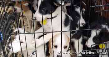 Durham man arrested after '40 stolen puppies found in van'