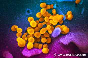 UMass Medical School digs up coronavirus research from 2004 to discover antibodies that may provide immunity - MassLive.com