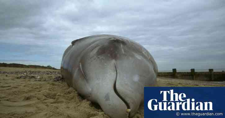 Whale stranding increase may be due to military sonar exercises, say experts