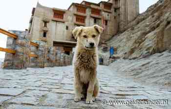 Zo geef je een hond of kat uit het buitenland een goed leven