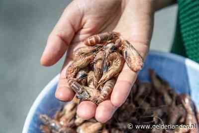 Weet wat je eet: waarom wordt 90 procent van onze noordzeegarnalen in Marokko gepeld?