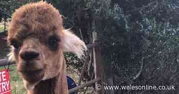 Alpaca called Kevin found dead after going missing from field