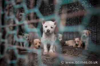 Man arrested on suspicion of stealing 40 puppies