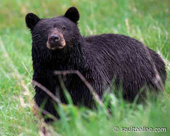 Bear Sightings Reported in Dryden and Ignace Areas