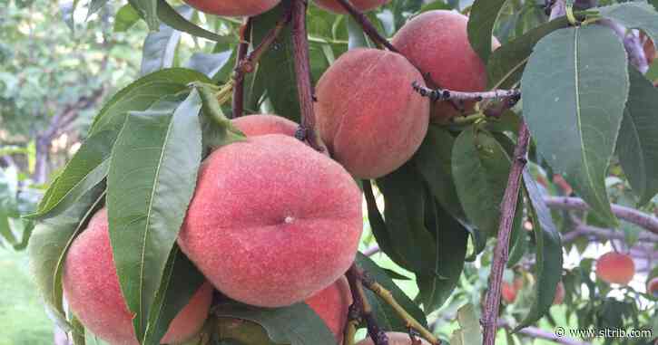 Peaches sold across the U.S. — including Utah — are recalled