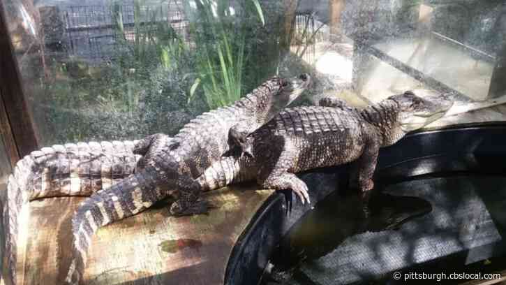 Police Looking For Alligators Stolen From Indiana County Pet Store