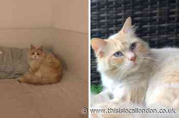 Valuable Ragdoll cats stolen from cattery in Elstree