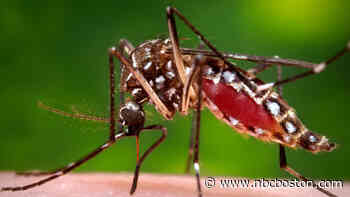 EEE Detected in Rhode Island For First Time This Year - NBC10 Boston