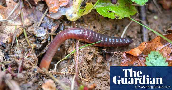 'The aliens to watch': how the humble earthworm is altering the Arctic