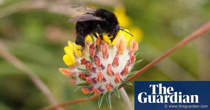 Country diary: oilseed rape is a mixed blessing for bumblebees