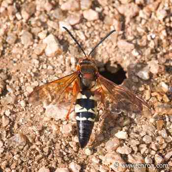 No, murder hornets have not made their way to Texas, TPW says